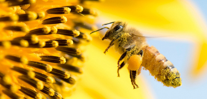 сознание пчелы