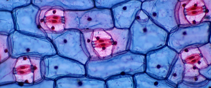 клетки под микроскопом