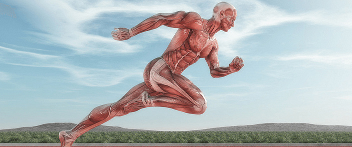 Анатомия мышц человека, или От чего зависит сила человека