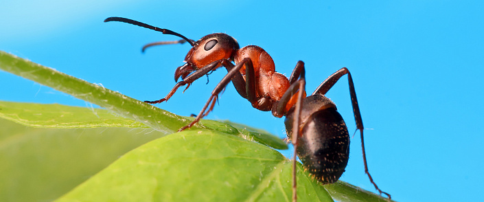 Притча про муравья