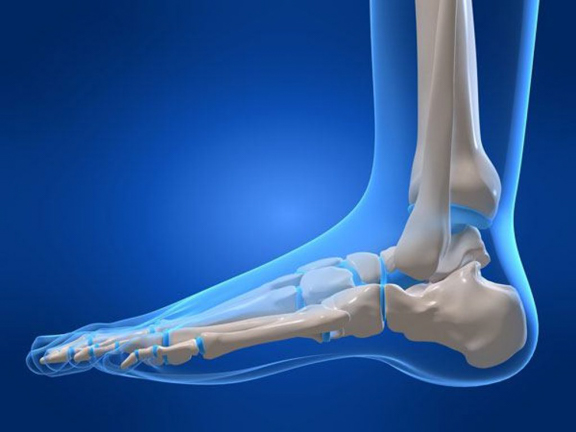 Анатомия стопы