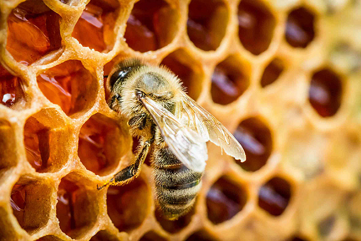 пчела в сотах