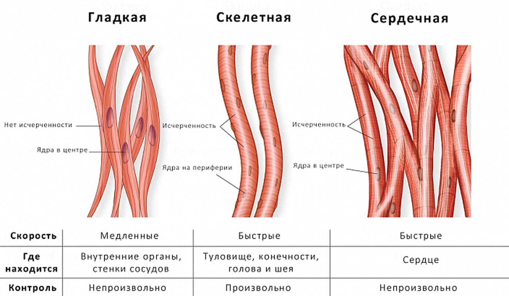 Реферат: Свойства скелетной мышцы