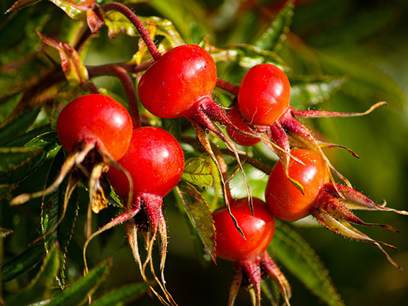 alt Шиповник фото | Шиповник