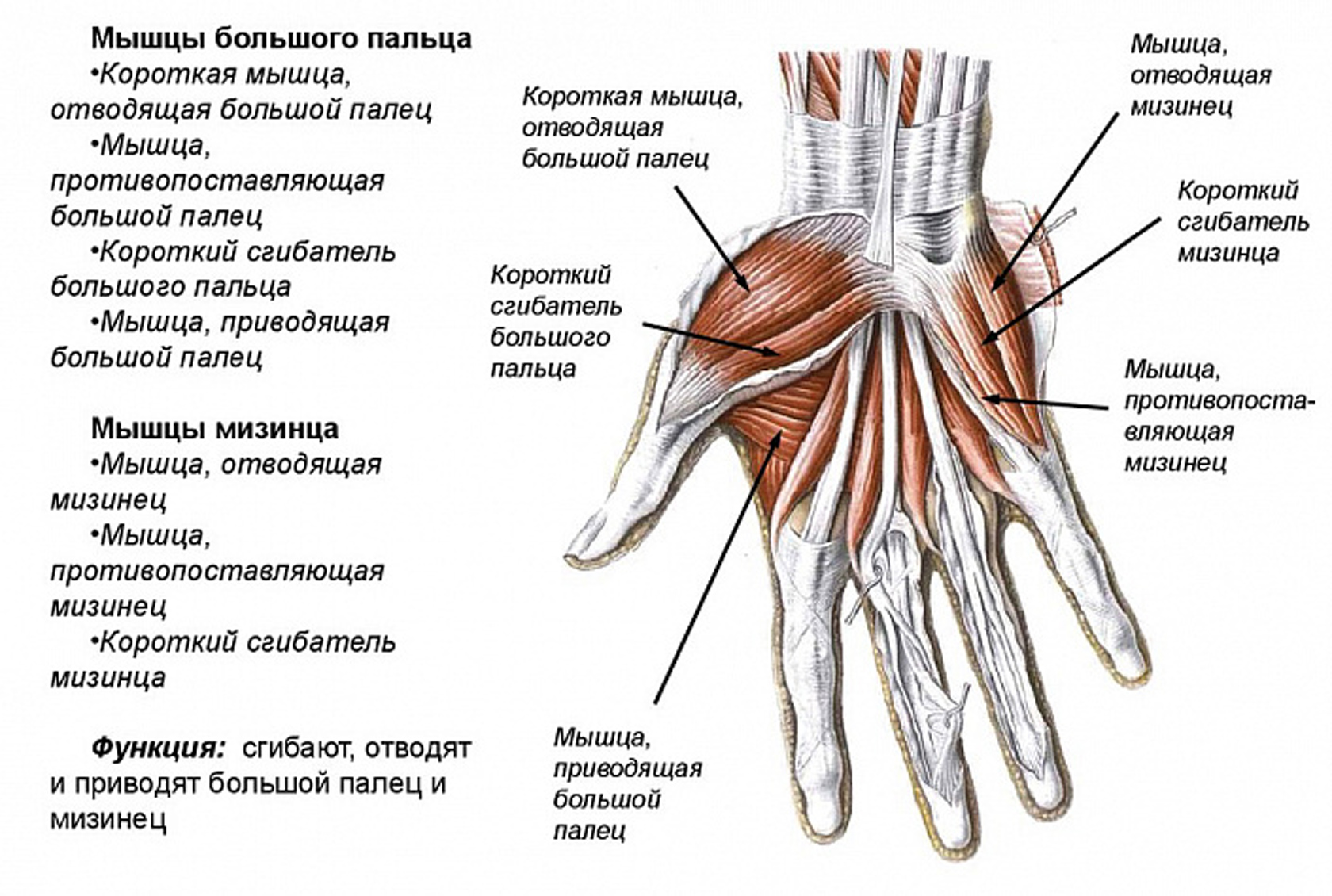 Реферат: Руки человека