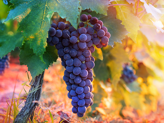 гроздь винограда на лозе