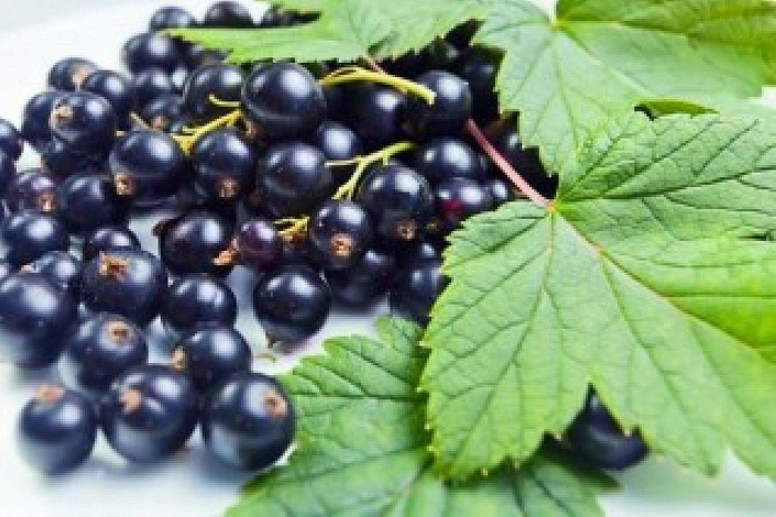 черная смородина фото