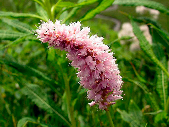 Азбука трав. Горец змеиный