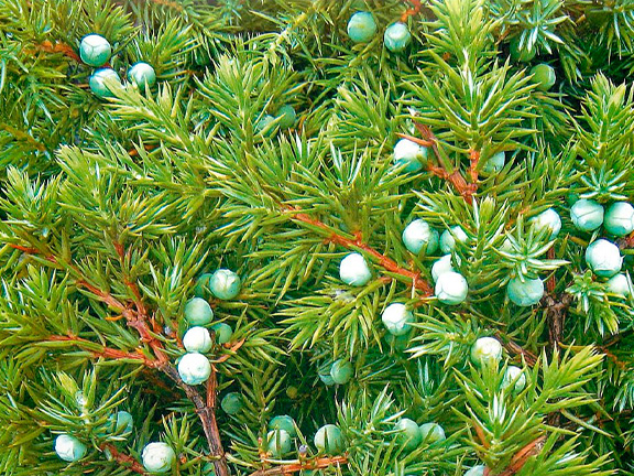 Азбука трав. Можжевельник обыкновенный 