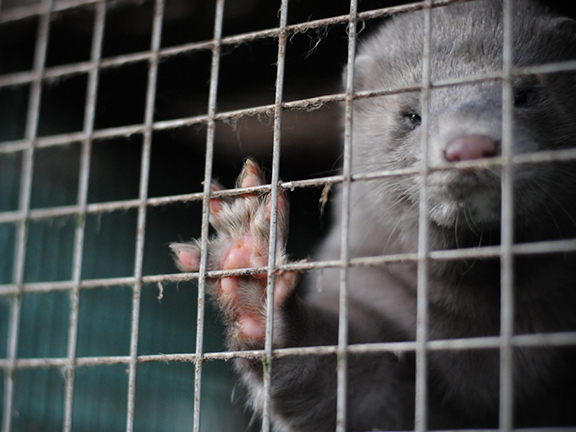 Пушные животные. Вся правда о твоей шубе