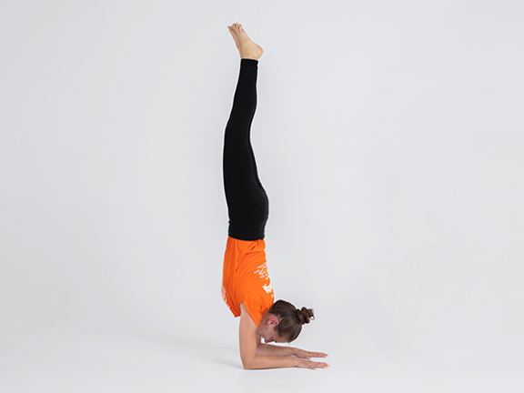 Пинча Маюрасана фото