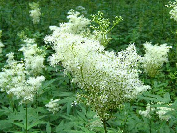 таволга вязолистная