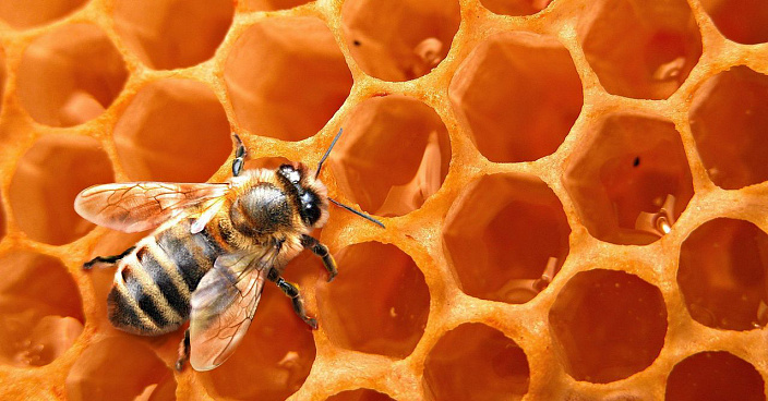 бджола на стільниках