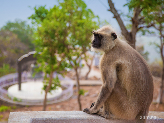 Притча о годах жизни