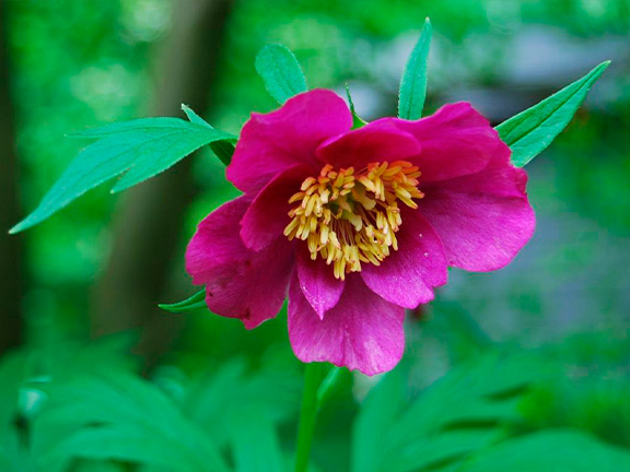 Азбука трав. Пион уклоняющийся