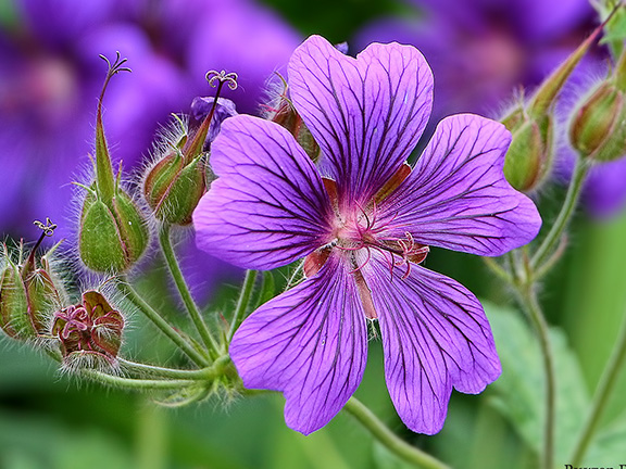 Герань луговая