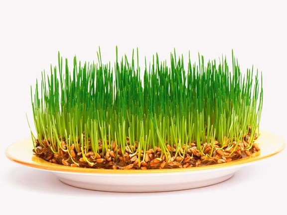 Подробные инструкции по проращиванию зерновых (из книги Х. Мюллера-Бурцлера)