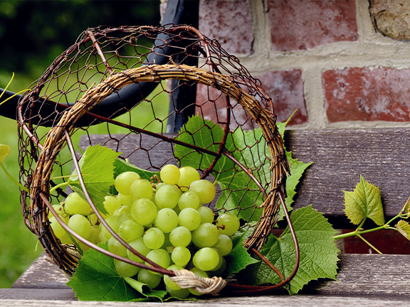 Виноград: польза и вред для организма