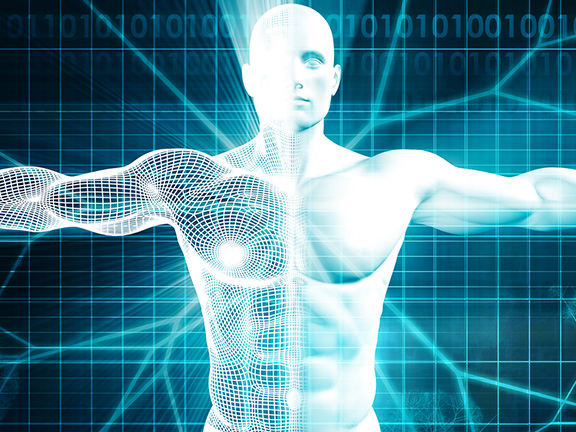 Анатомия человека. Дыхательная, пищеварительная и нервная системы