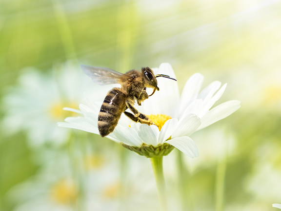 Муха и пчела