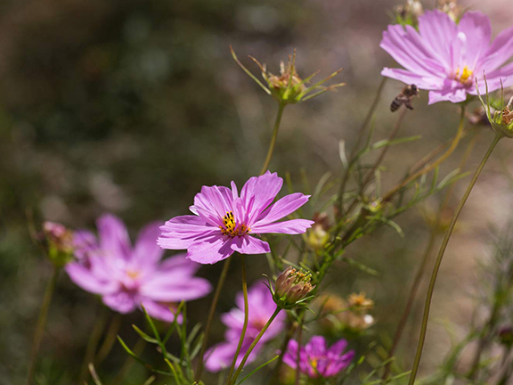 Экологичное сознание