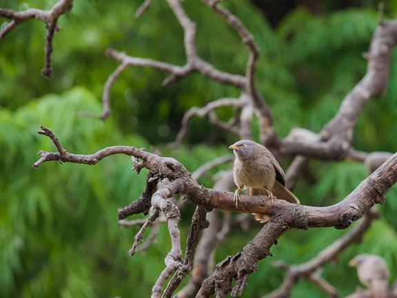 Джатака о комочке каши