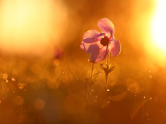 Кто поспешит, тот свершит