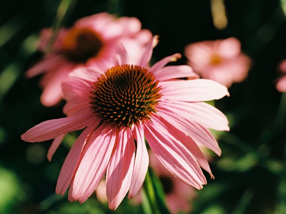 Эхинацея — природный стимулятор иммунитета