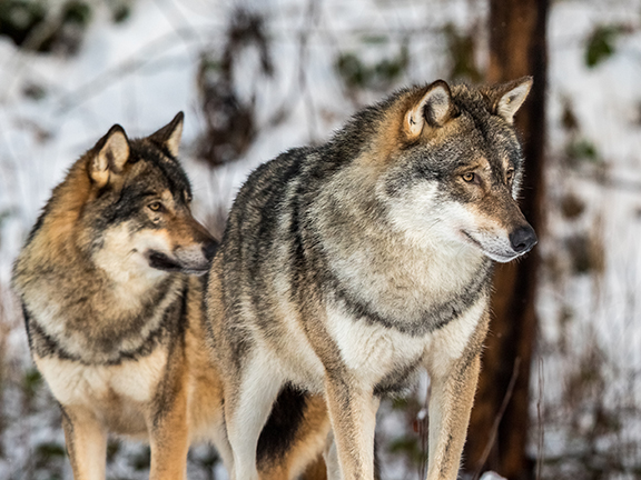 Притча о двух волках
