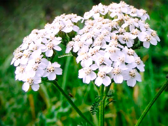 тысячелистник обыкновенный