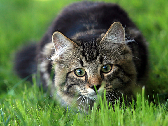 Урок сосредоточения