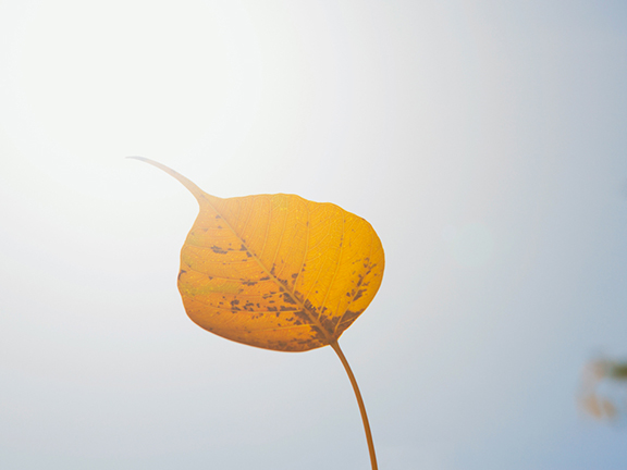 Благодарность