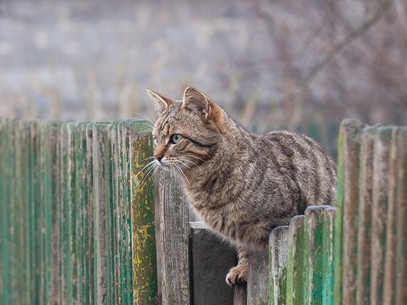 Притча про кота