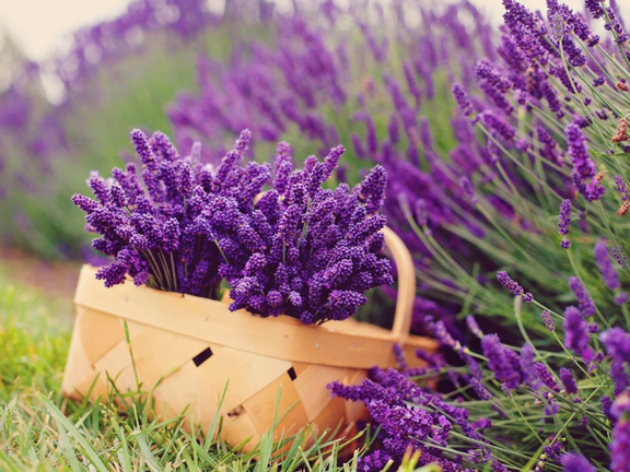 Лаванда: полезные свойства, применение и противопоказания