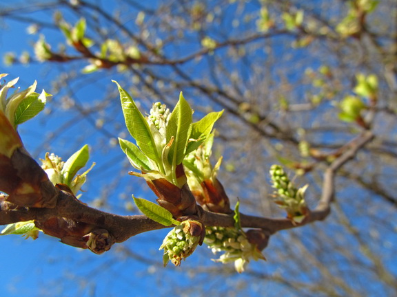 Почки на берёзе|