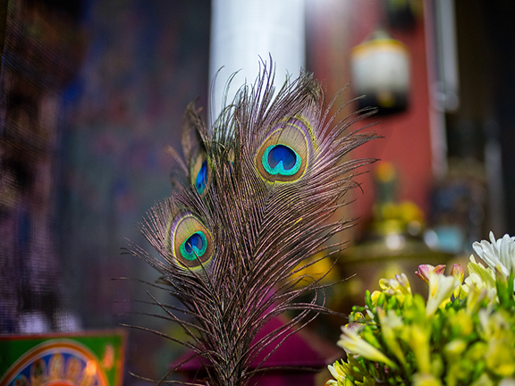 Джатака о псах