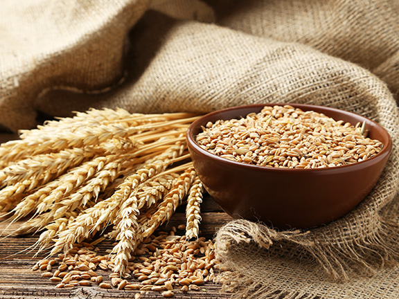 зерно в чашке и колосья