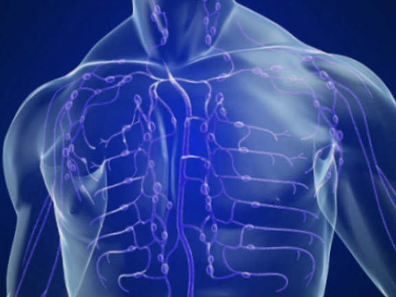 лимфатическая система груди в разрезе