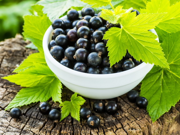 черная смородина фото