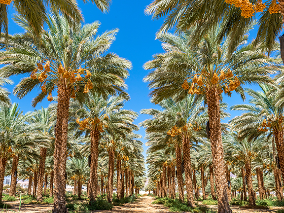 Притча «Два друга»