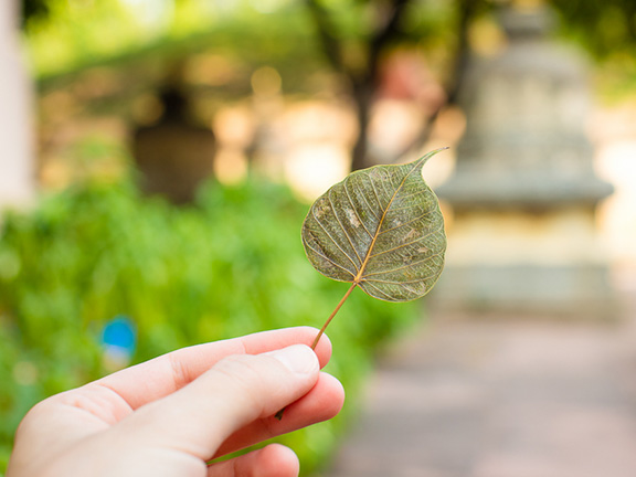 Асаваккхая сутта: Уничтожение загрязнений