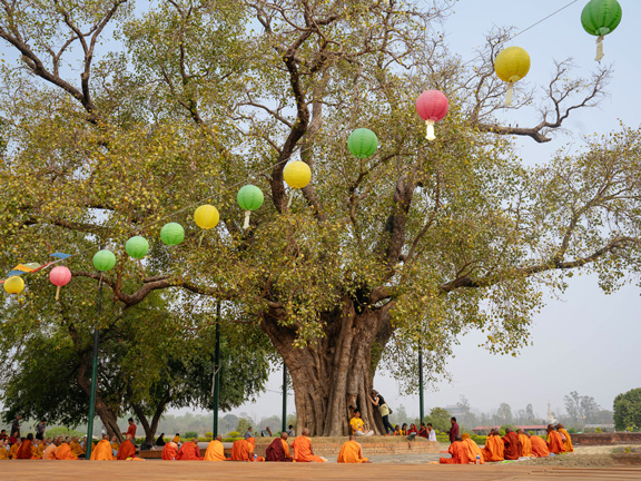 Джатака о дорогой рыбе
