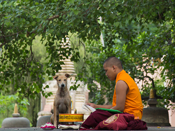 буддийский монах и собака фото