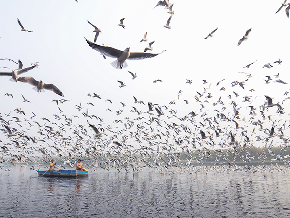 Знание чаек