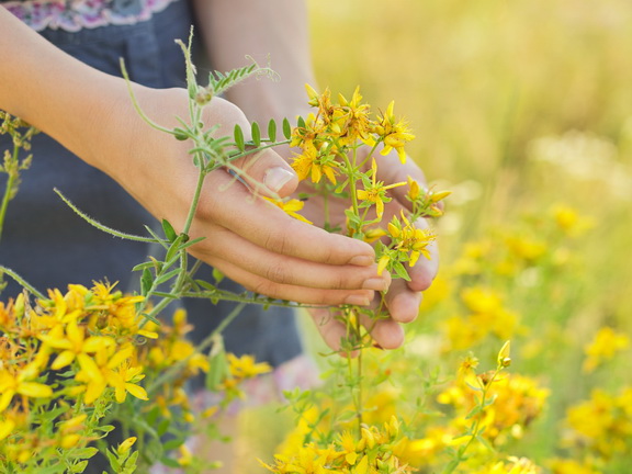 девушка держит цветки цверобоя