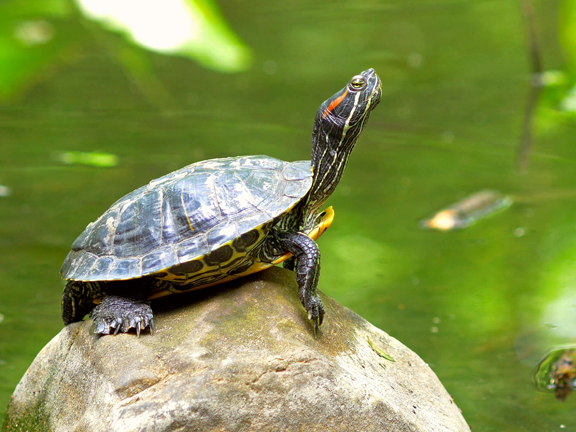 Джатака о черепахе