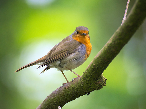 Птицы в лесу