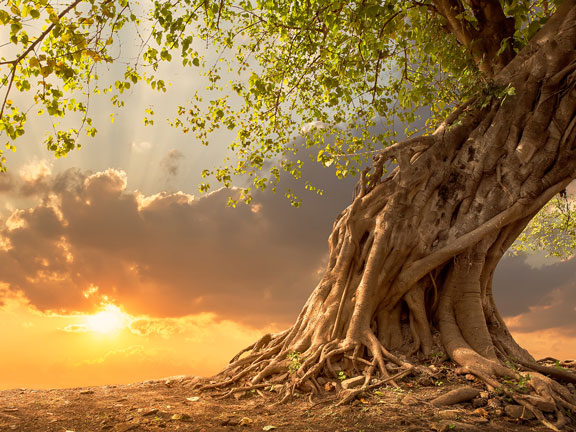 мощное дерево, закат, восход