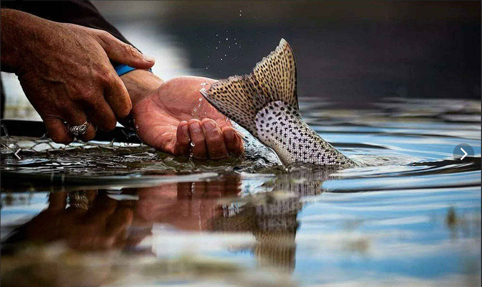 Поймать живую рыбу руками. Рыба с руками. Отпускает рыбу. Рыба в воде. Мокрая рыба.