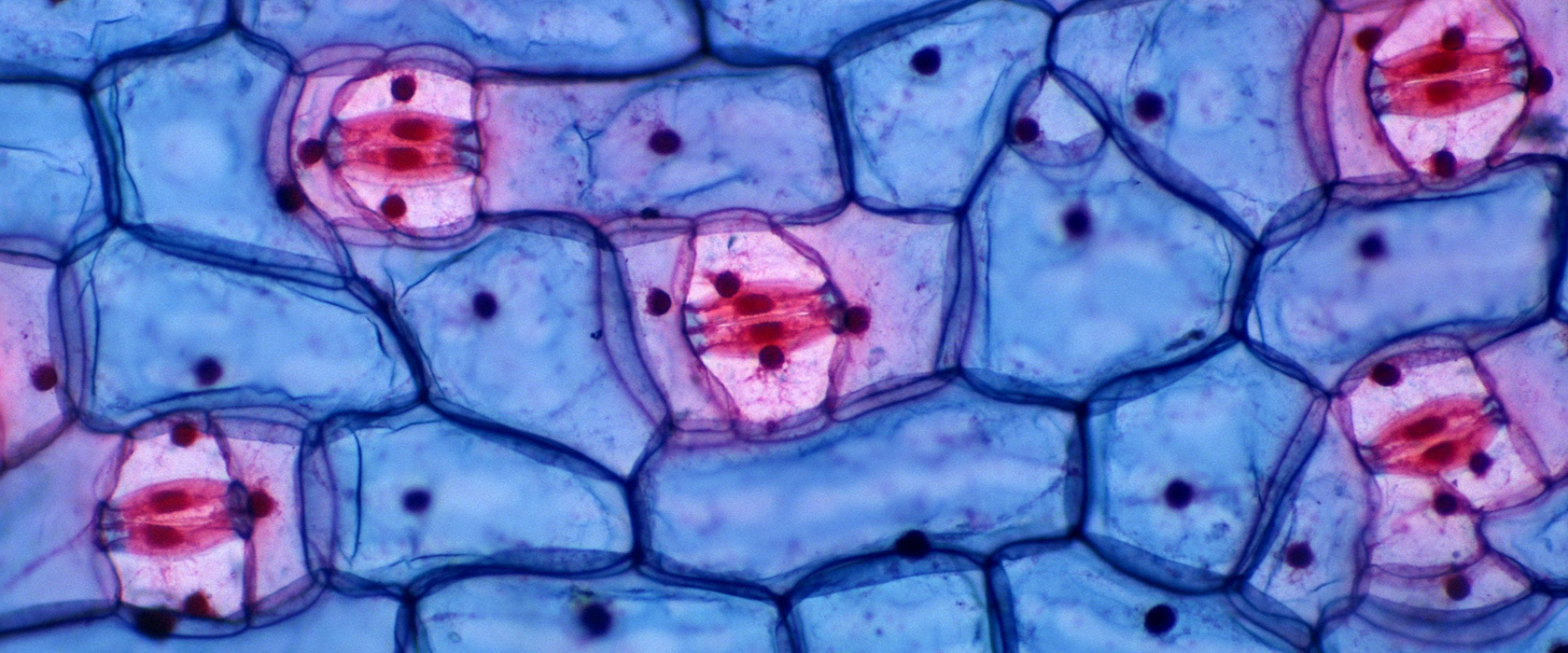 Три группы клеток. Картинки в клетку. Ткани под микроскопом анатомия. Ткань это группа клеток. Ткань под микроскопом.